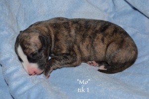 2mo-t